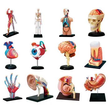 4D MASTER Človeško Telo Trupa Organ Anatomski Model Izbor Izobraževalne Sestavljanje Puzzle Igrača Medicinske Dobavitelj Poučevanje