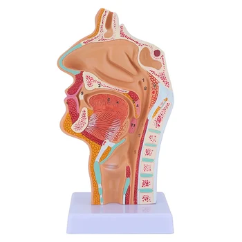 Nosno Votlino Grlo Anatomija Model Človeških Anatomskih Žrelo, Grlo Model za Študente Študija Prikaz Poučevanja